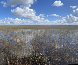 Everglades clouds